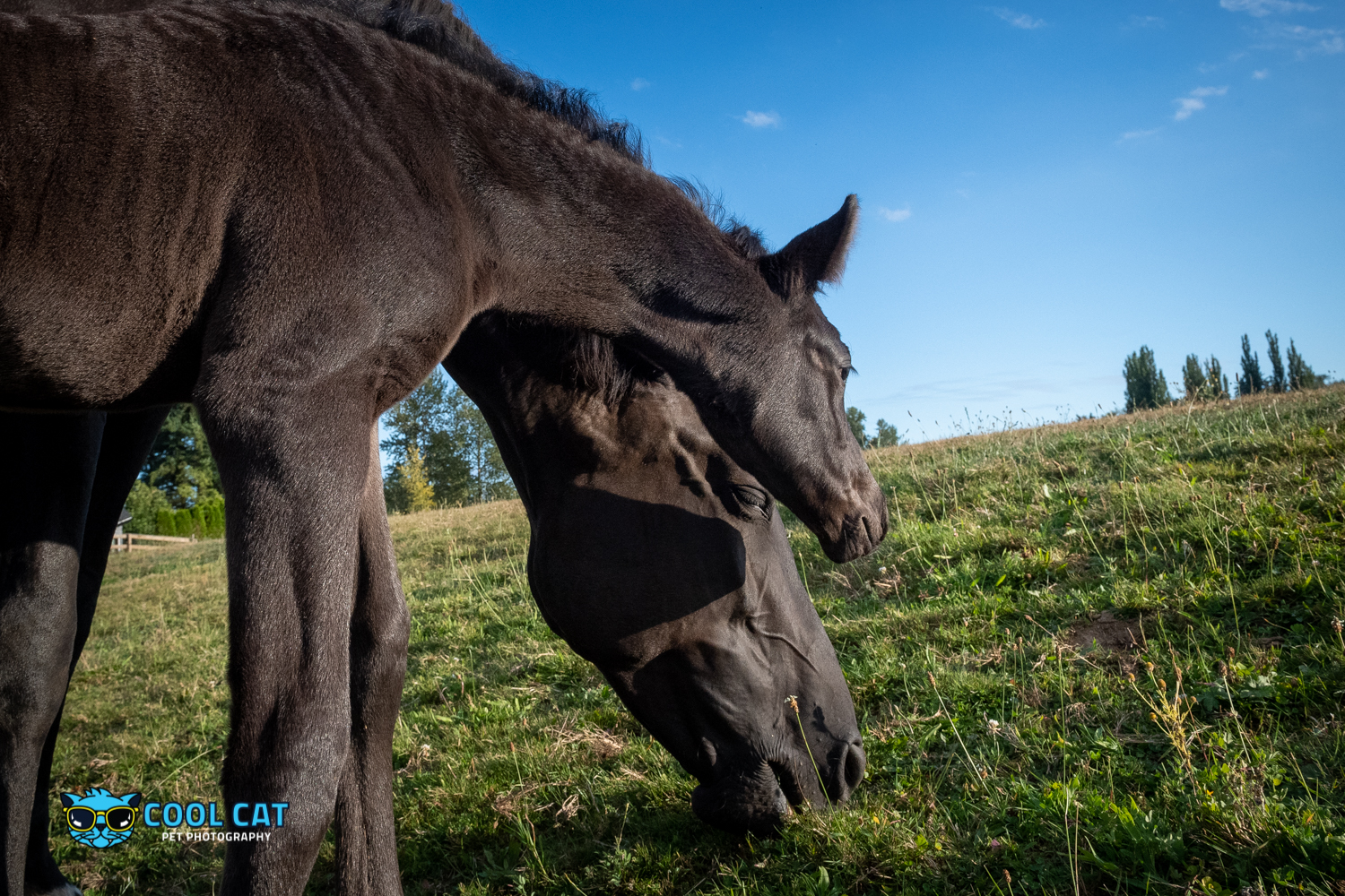 © Cecile Gambin Photography