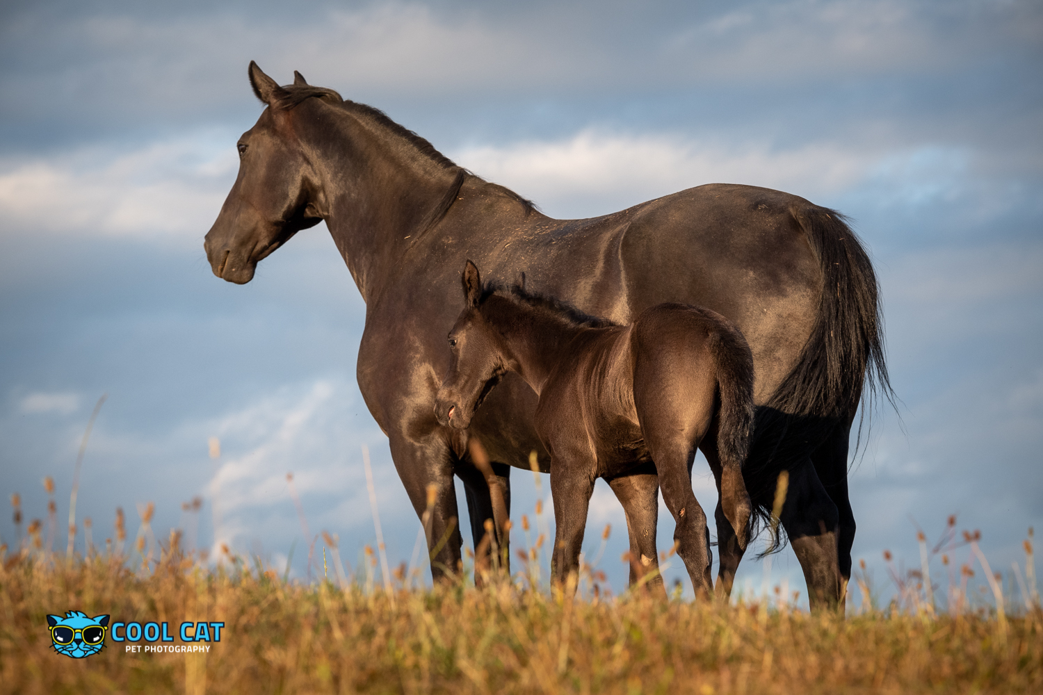 © Cecile Gambin Photography