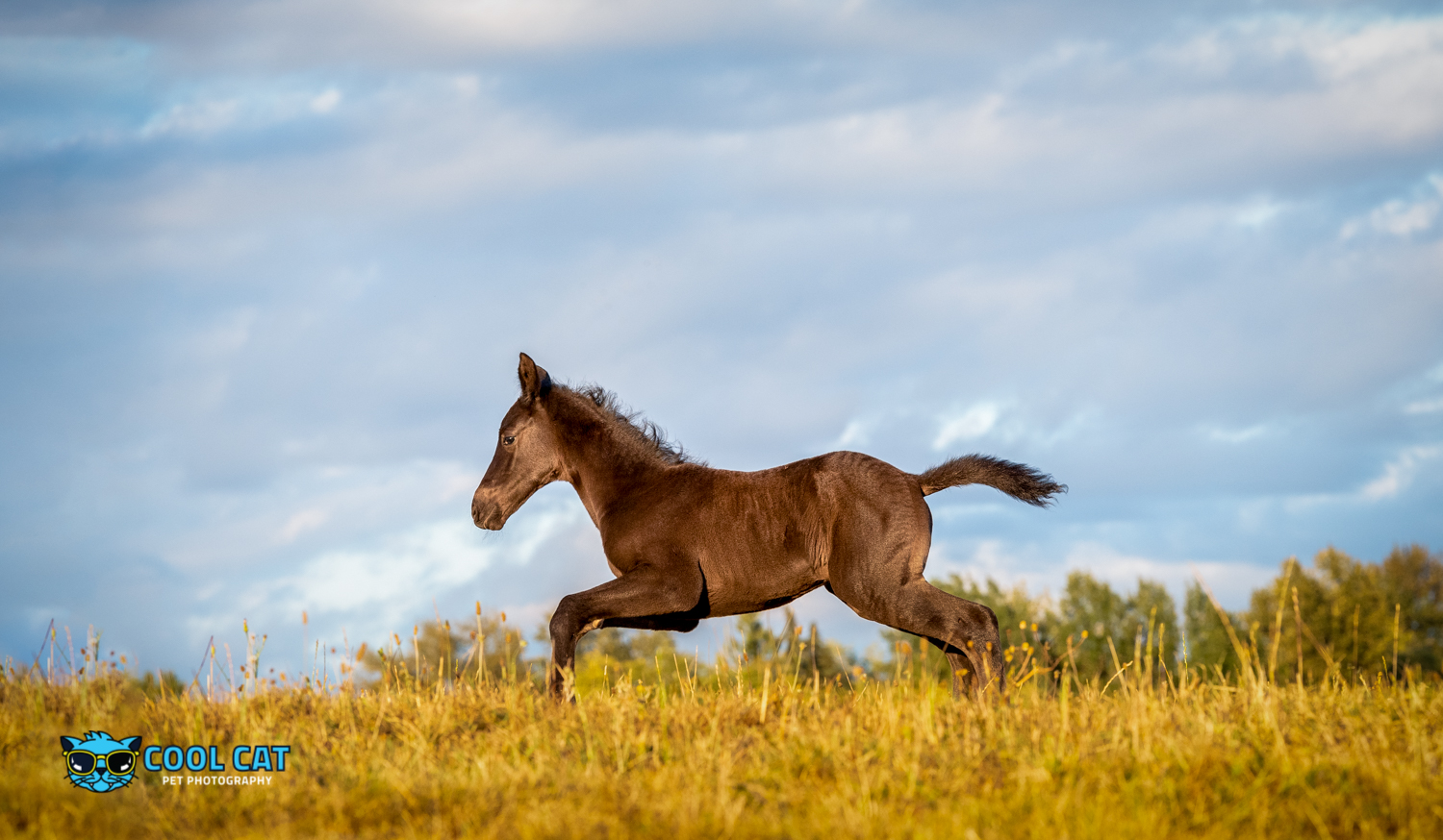 © Cecile Gambin Photography