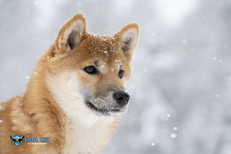 ©CoolCatPhotography 2022